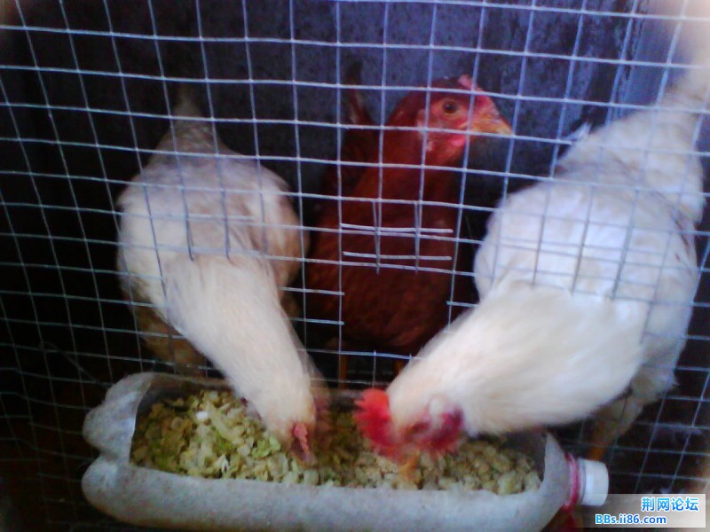 IMG0991A.jpg