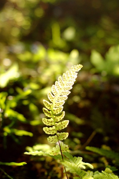 DSC_3693_副本.jpg