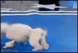 6.gif
