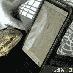 4.gif