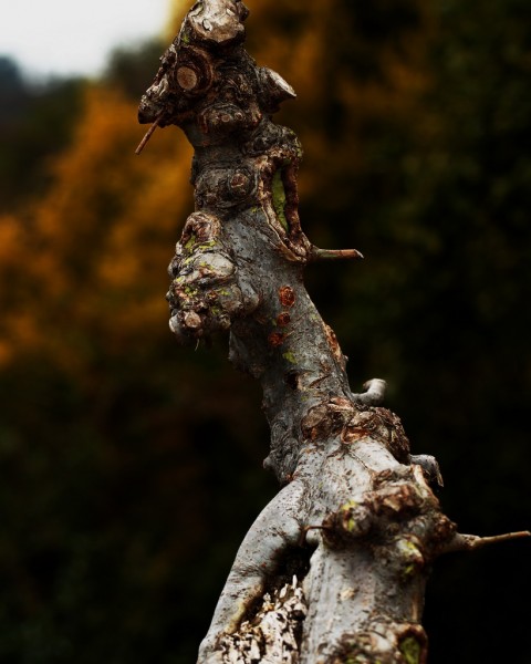 BI0E9007.jpg