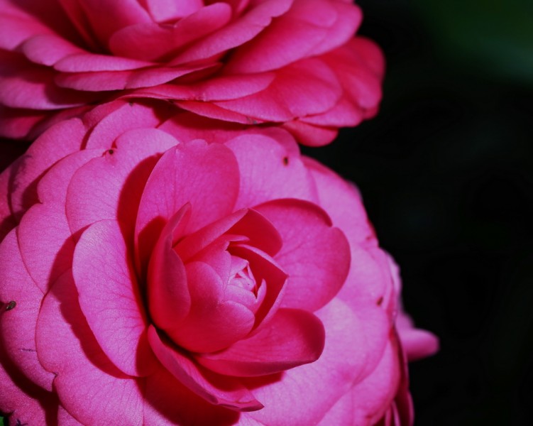 BI0E9000.jpg