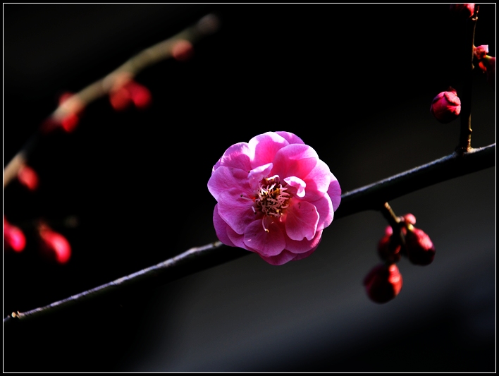 能仁寺寻梅1.jpg
