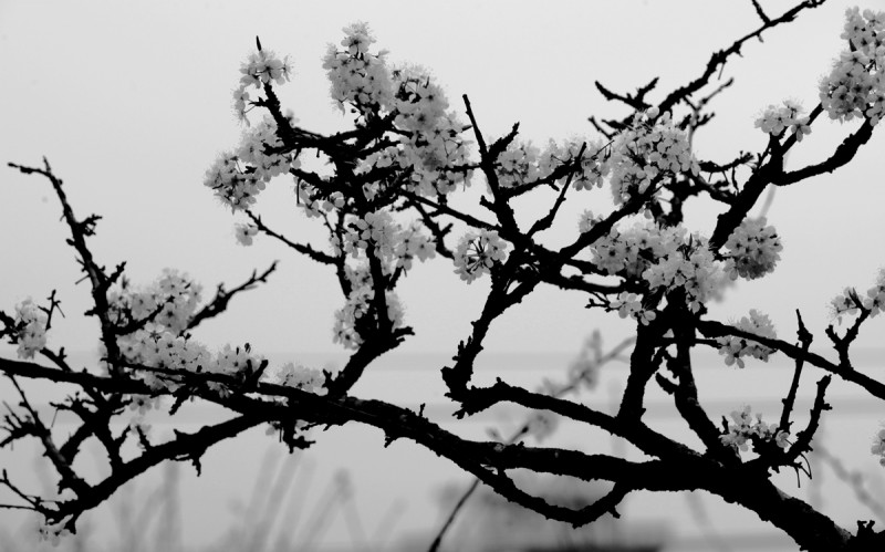 江沿李花5.jpg