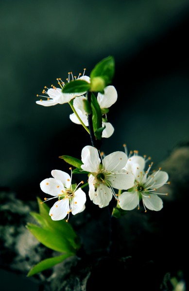 江沿李花1.jpg