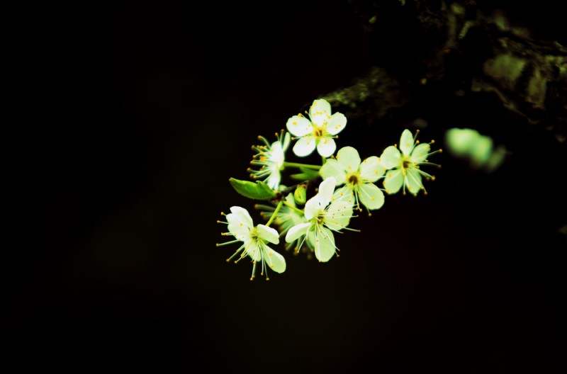 江沿李花2.jpg