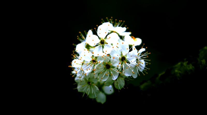 江沿李花3.jpg