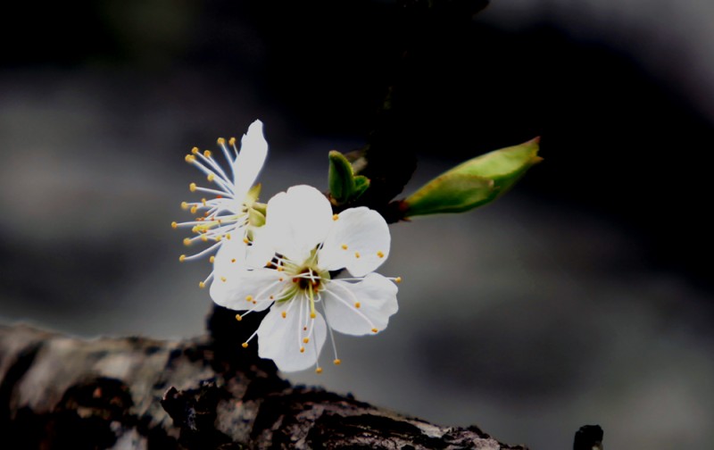 江沿李花4.jpg