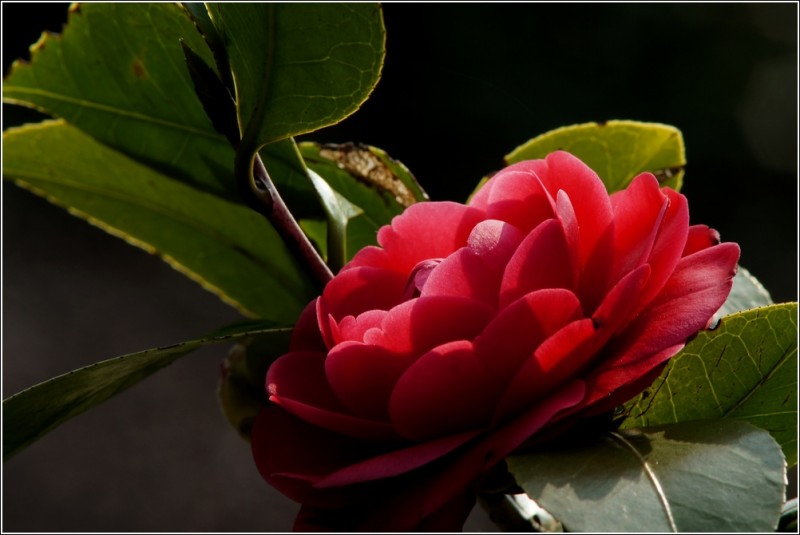 DSC00766_cr.jpg