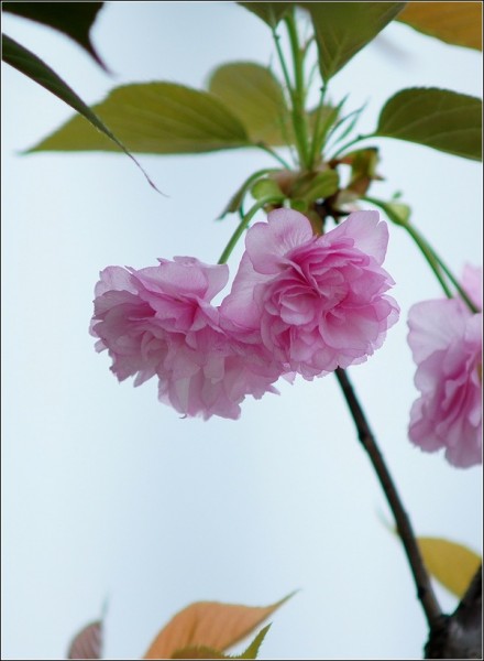 DSC02085_cr.jpg
