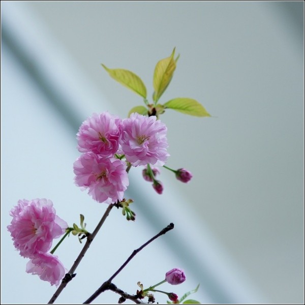 DSC02102_cr.jpg
