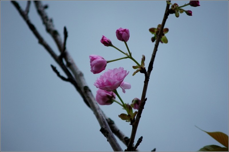 DSC02114.JPG