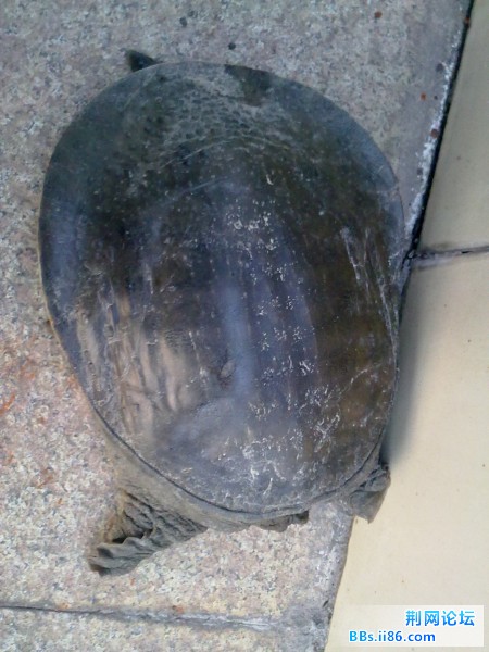 201204031787.jpg