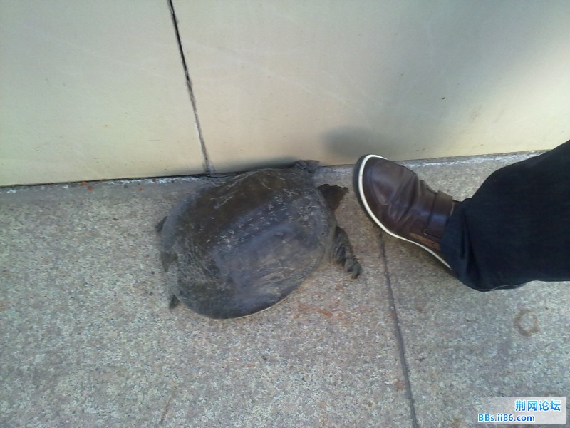 201204031786.jpg