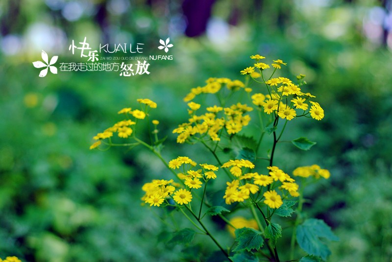 DSC_7944_副本.jpg
