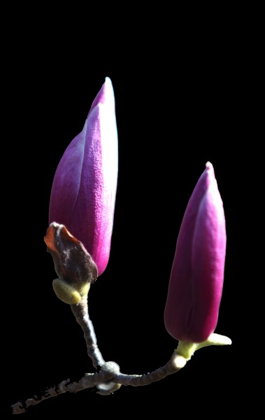 玉兰花小.jpg
