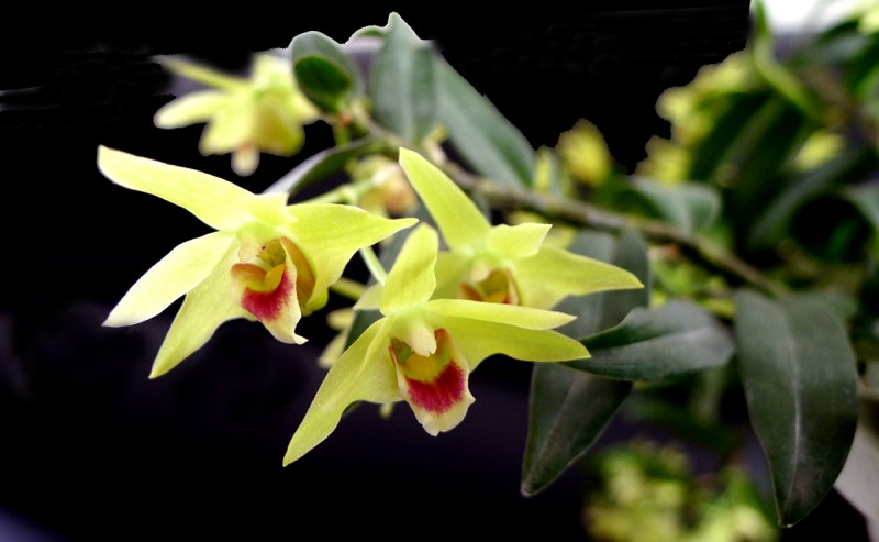 石斛花开1.jpg