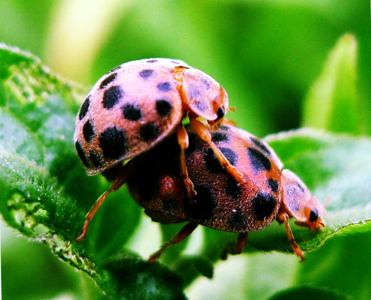 生物的繁衍.jpg