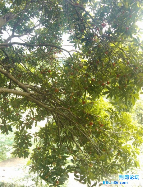 QQ截图20120622104944.jpg