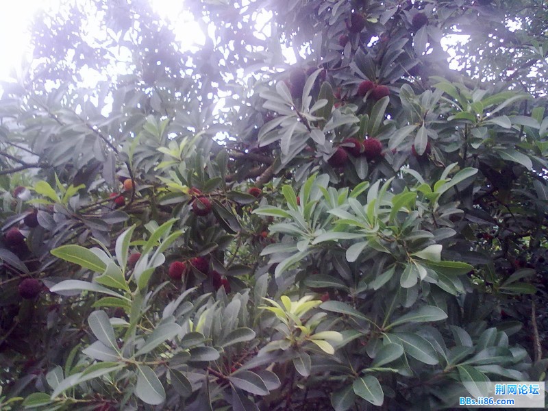 20120620624.jpg