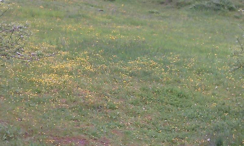 IMAG0070.jpg