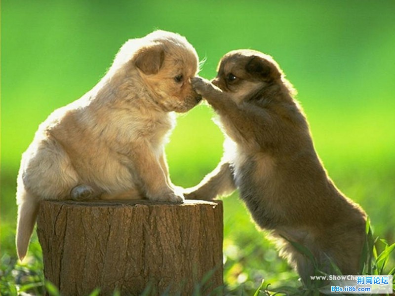 Pet_Dog_01_501_1024.jpg