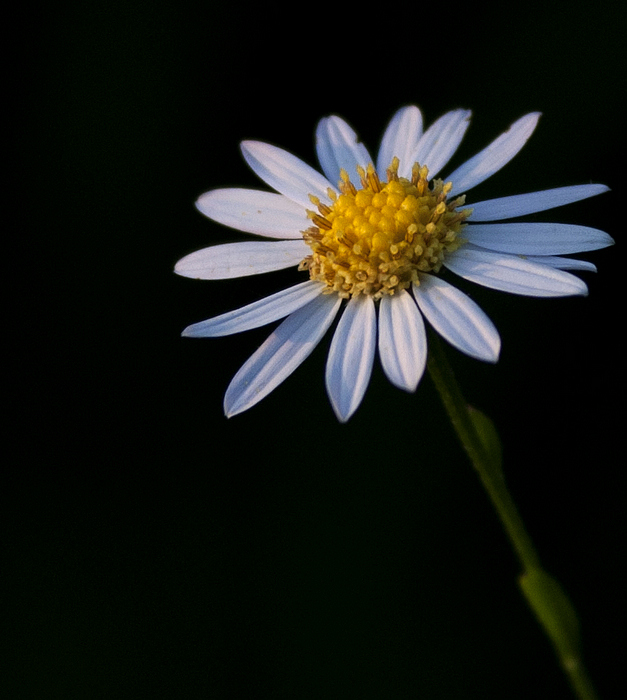 小花2.jpg