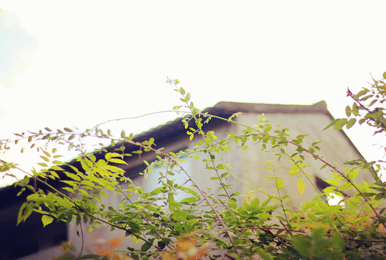 _MG_8726_副本.jpg