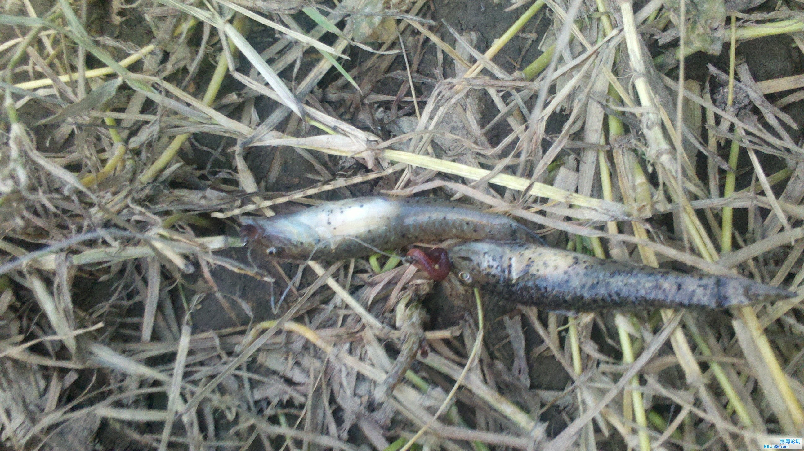 2012-08-19_18-17-23_862.jpg