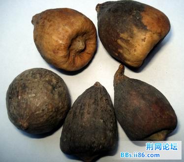 霹雳果.jpg