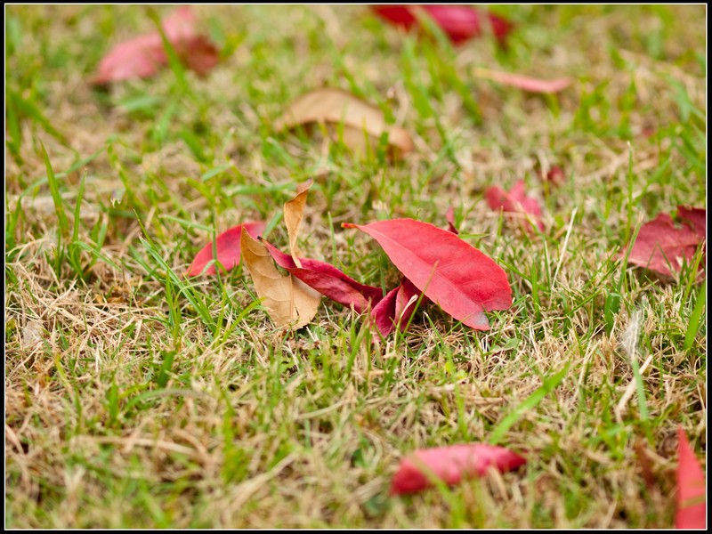 nEO_IMG_PA140950.jpg