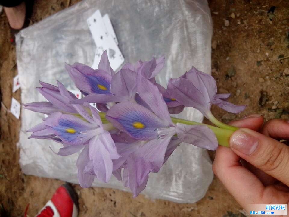 花.jpg