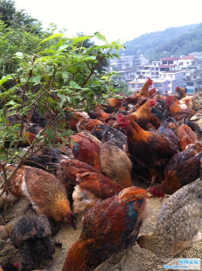 在山顶吃料