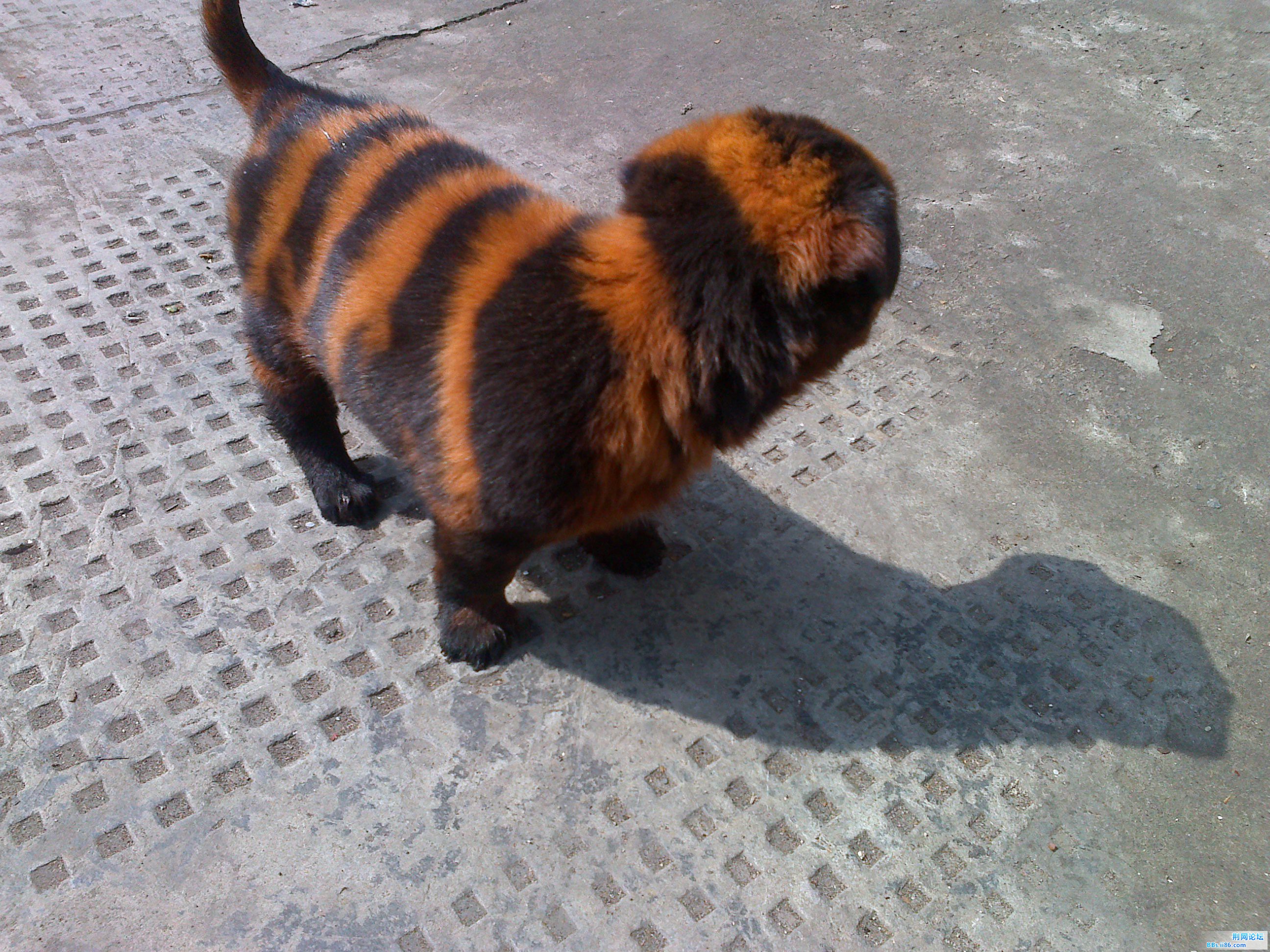 20110307178.jpg