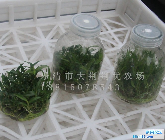 石斛种苗铁皮石斛苗