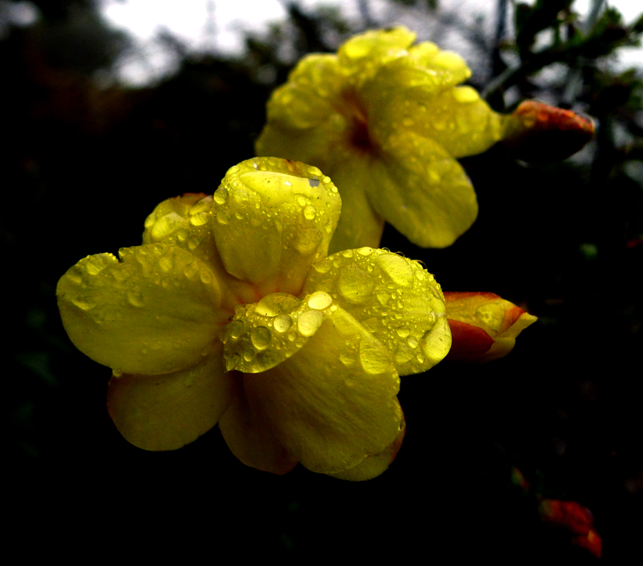 迎春花1.jpg
