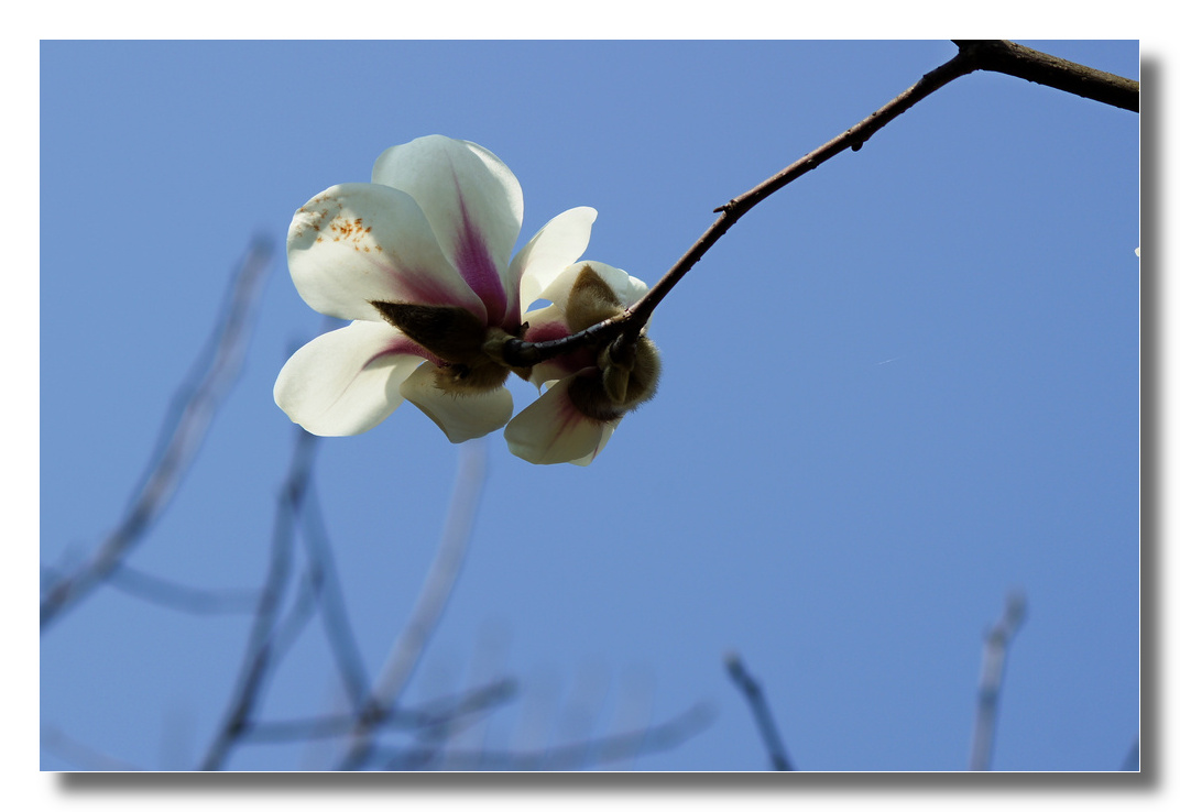 DSC06728_cr.jpg