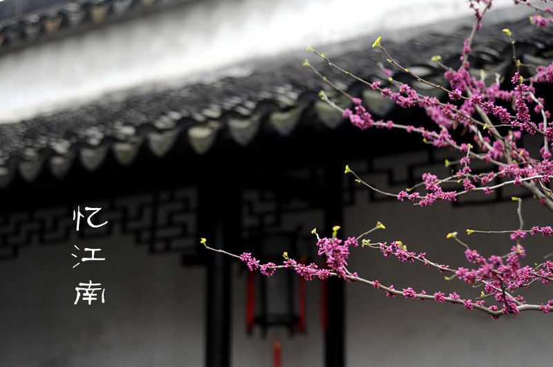 DSC_0039_副本.jpg
