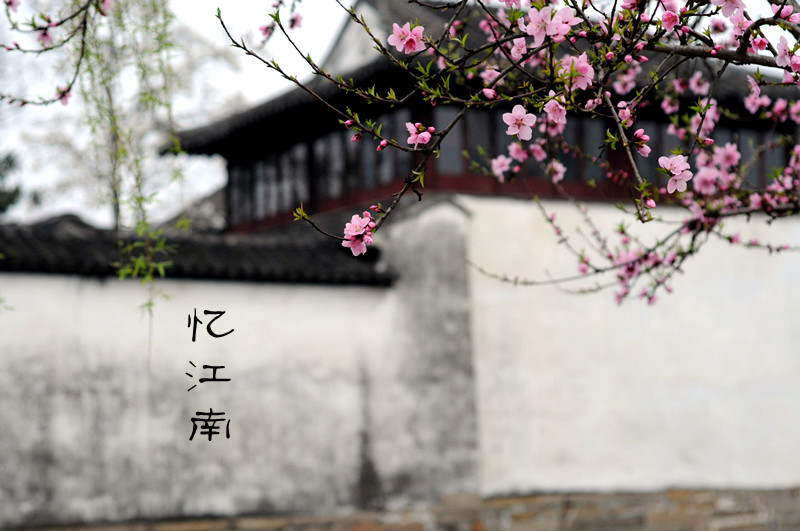 DSC_0195_副本.jpg