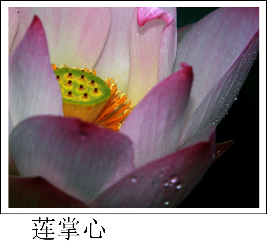 特写荷花(BI0E4015).JPG