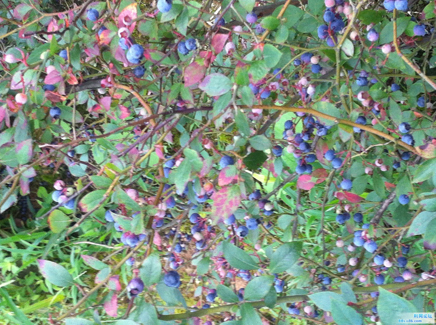 IMG_0607.JPG