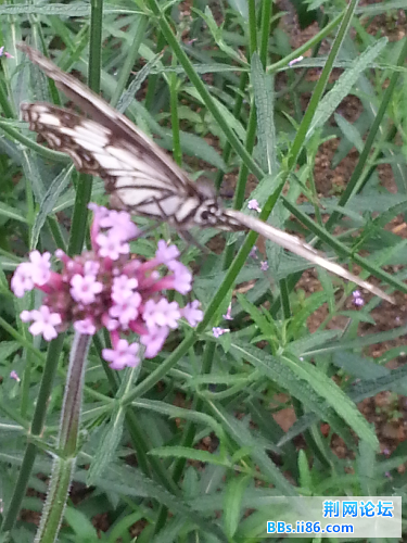 20140601_141100.jpg