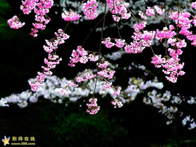 1010037_1086.jpg