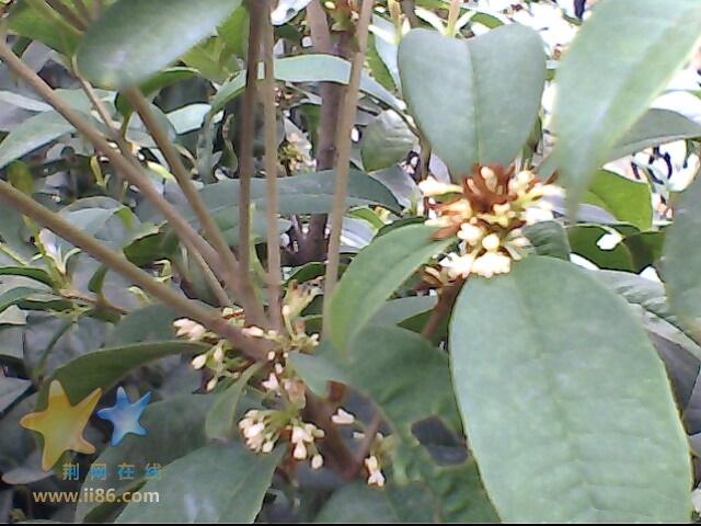 IMG0336A.jpg