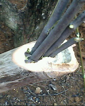 IMG0555A.jpg