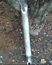 IMG0554A.jpg