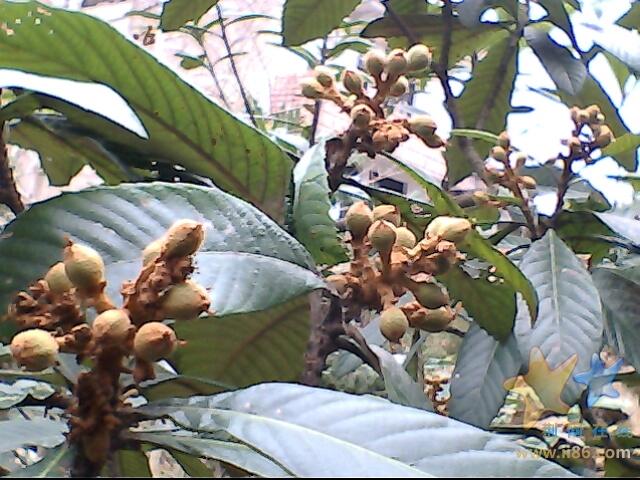 IMG0158A.jpg