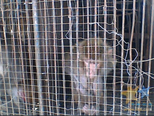 IMG0214A.jpg