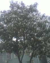树上全是雪呀