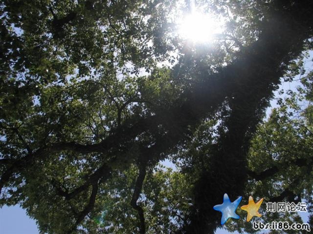 太阳光下的千年樟树！